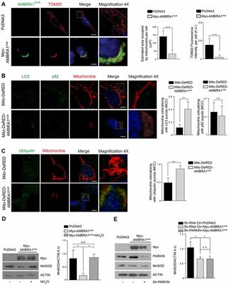 AMBRA1-Mediated Mitophagy Counteracts Oxidative Stress and Apoptosis Induced by Neurotoxicity in Human Neuroblastoma SH-SY5Y Cells